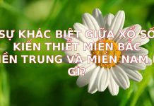 Sự Khác Biệt Giữa Xổ Số Kiến Thiết Miền Bắc, Miền Trung và Miền Nam: Bạn Đã Biết Hết?